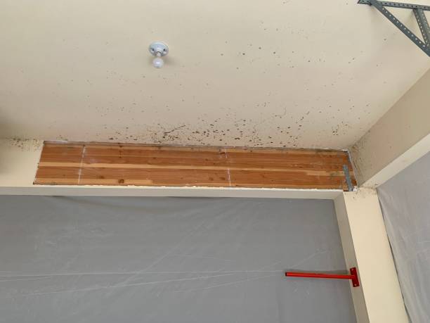 Best Black Mold Removal  in Centreville, MS