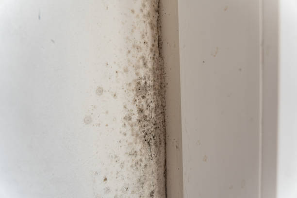 Best Environmental Consulting for Mold Prevention  in Centreville, MS